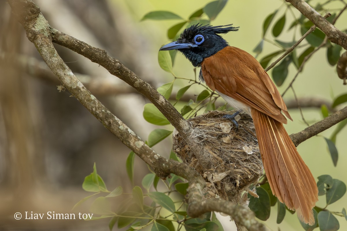 Indian Paradise-Flycatcher - ML646202214