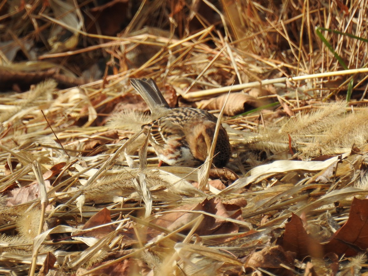 Bruant à face noire - ML646202215