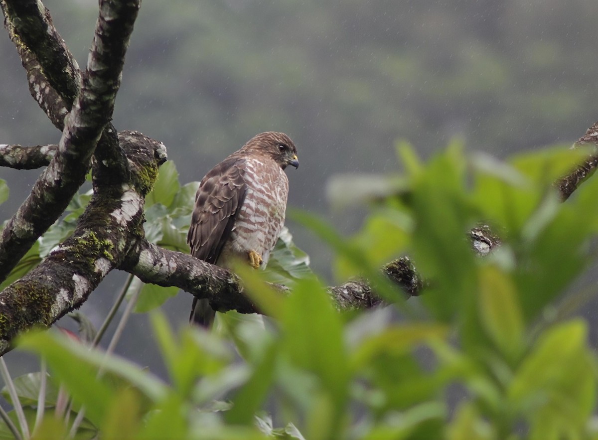 Broad-winged Hawk - ML646202218