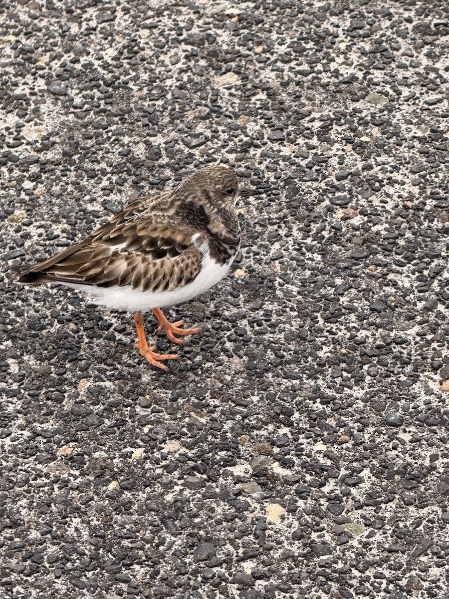 Ruddy Turnstone - ML646202219