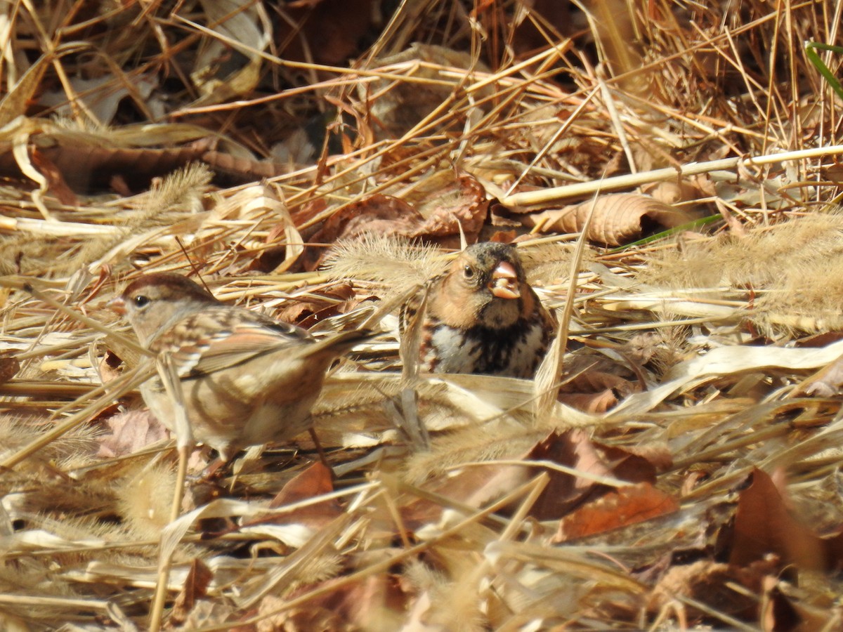 Bruant à face noire - ML646202220