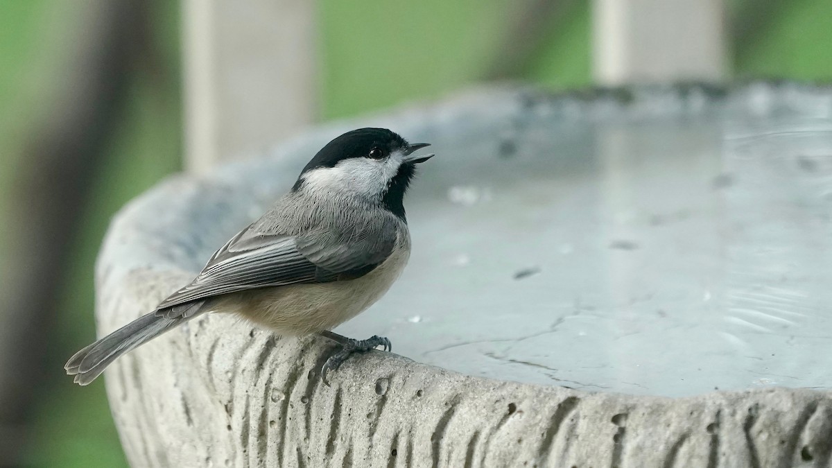 Carolina Chickadee - ML646202223
