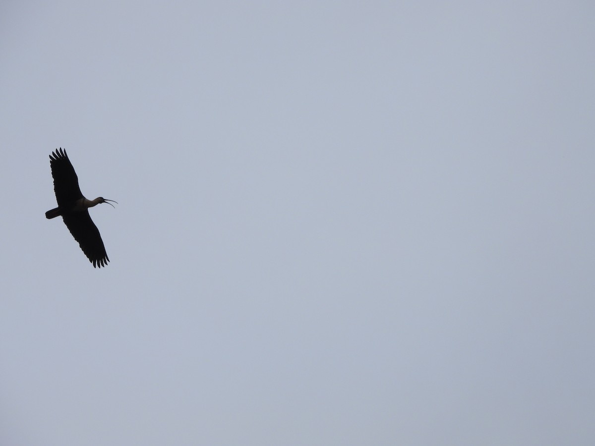 Black-faced Ibis - ML646202225