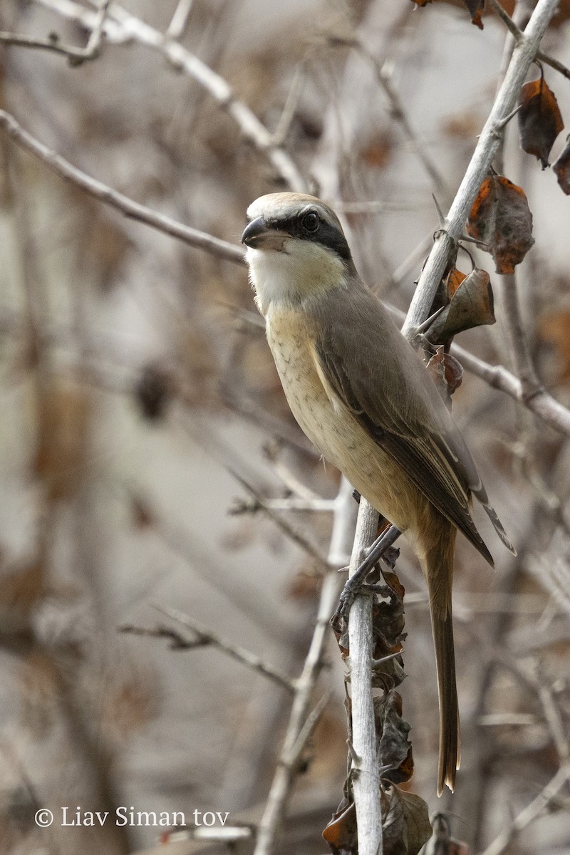Brown Shrike - ML646202227