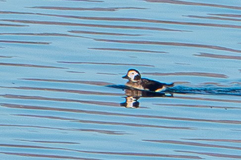 hoholka lední - ML646202229