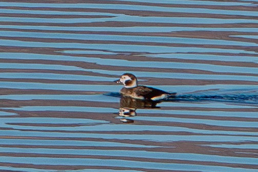 hoholka lední - ML646202230