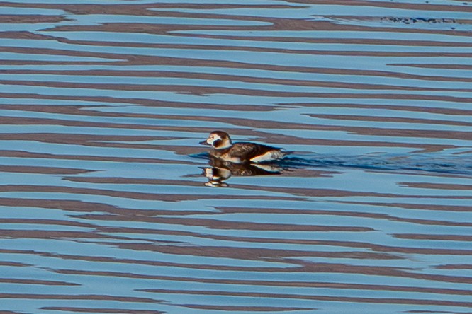 hoholka lední - ML646202231