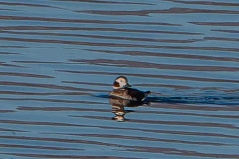 hoholka lední - ML646202232