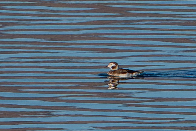 hoholka lední - ML646202233