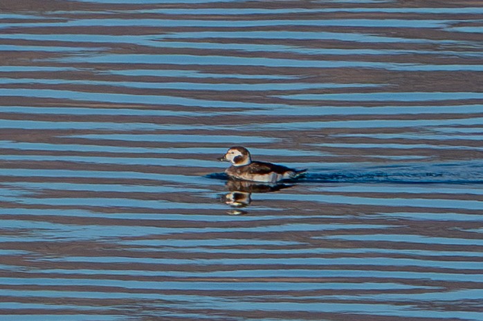 hoholka lední - ML646202234