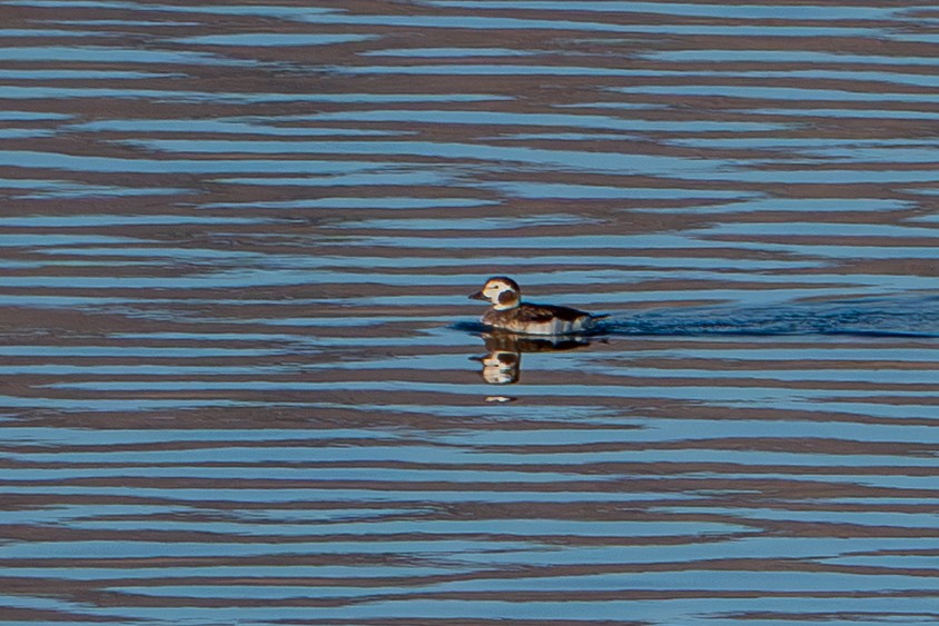 hoholka lední - ML646202235