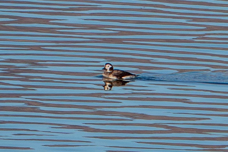 hoholka lední - ML646202236