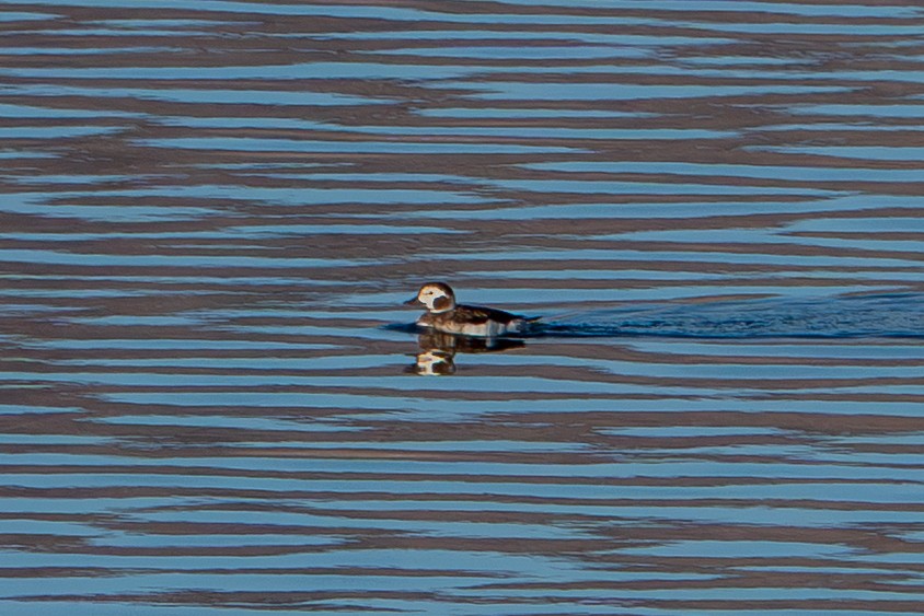 hoholka lední - ML646202237