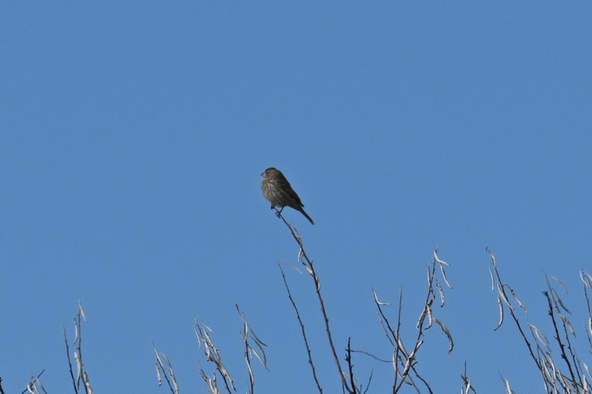 House Finch - ML646202238