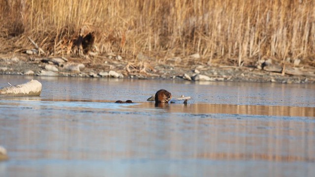 Muskrat - ML646202239