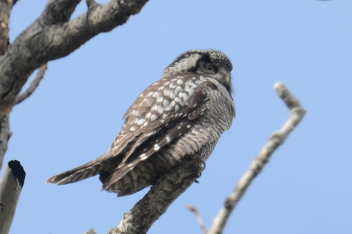Northern Hawk Owl (American) - ML646202240