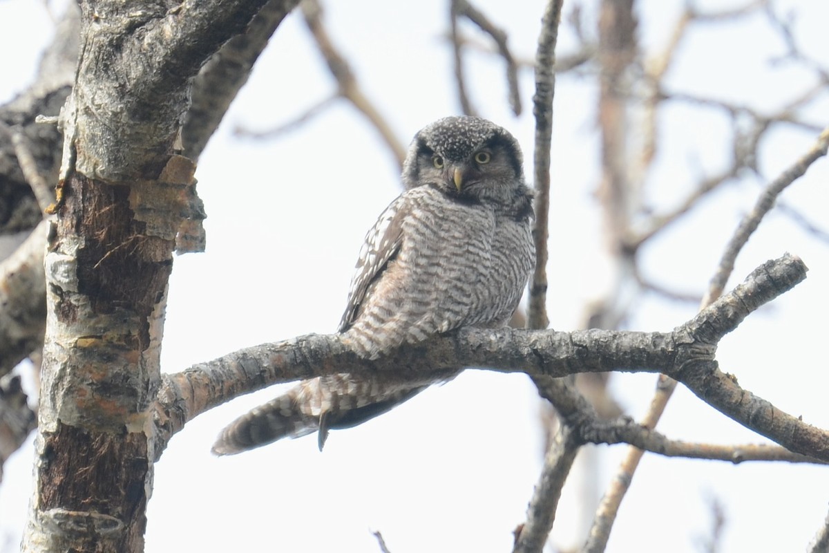 Northern Hawk Owl (American) - ML646202241