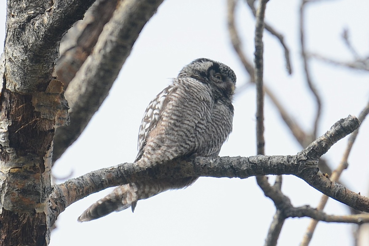 Northern Hawk Owl (American) - ML646202242