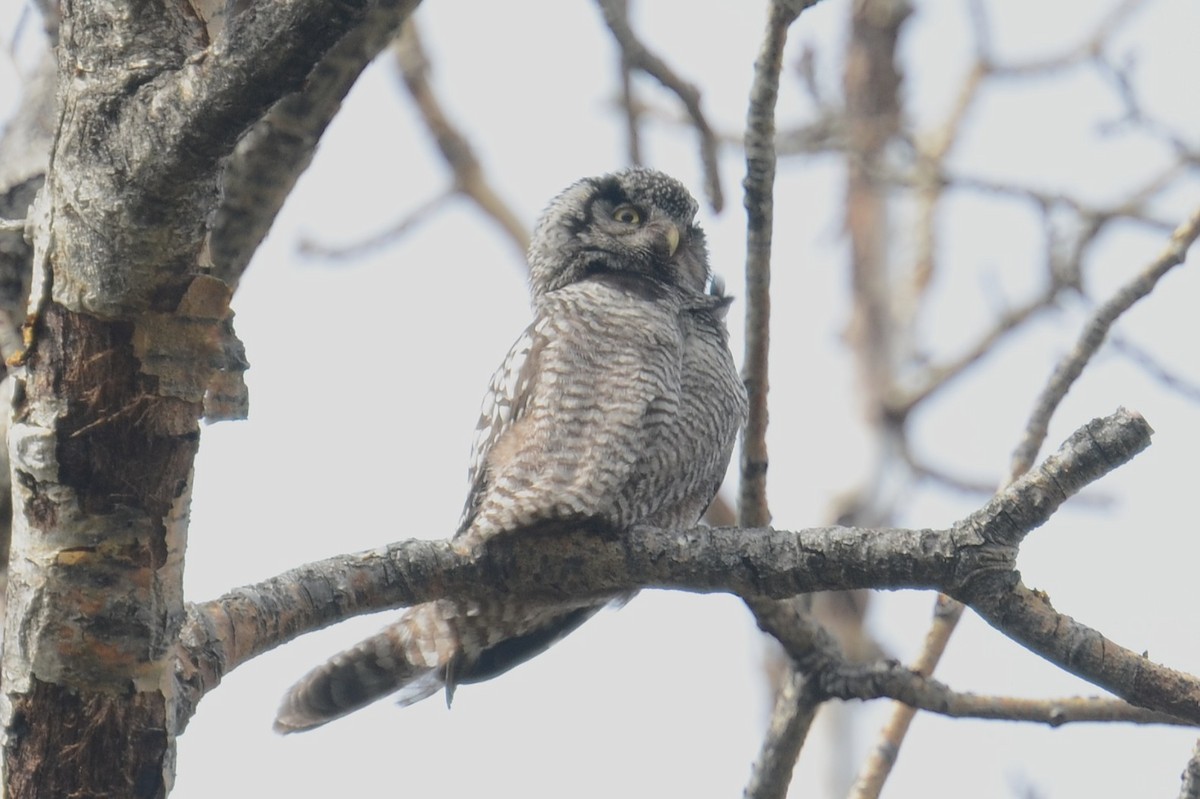 Northern Hawk Owl (American) - ML646202243
