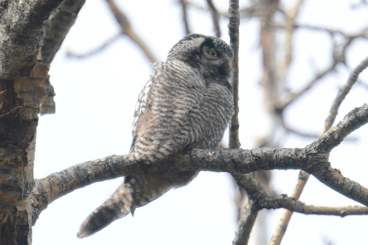 Northern Hawk Owl (American) - ML646202244
