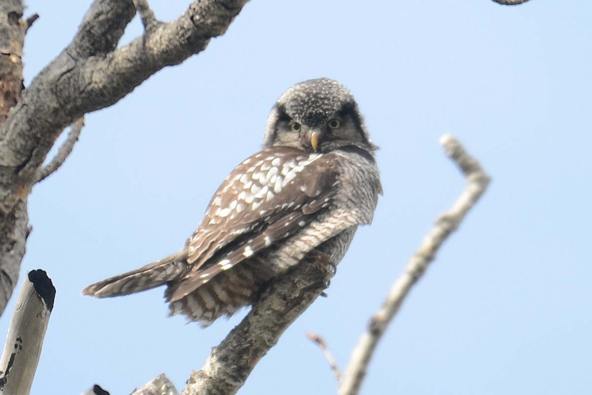 Northern Hawk Owl (American) - ML646202245