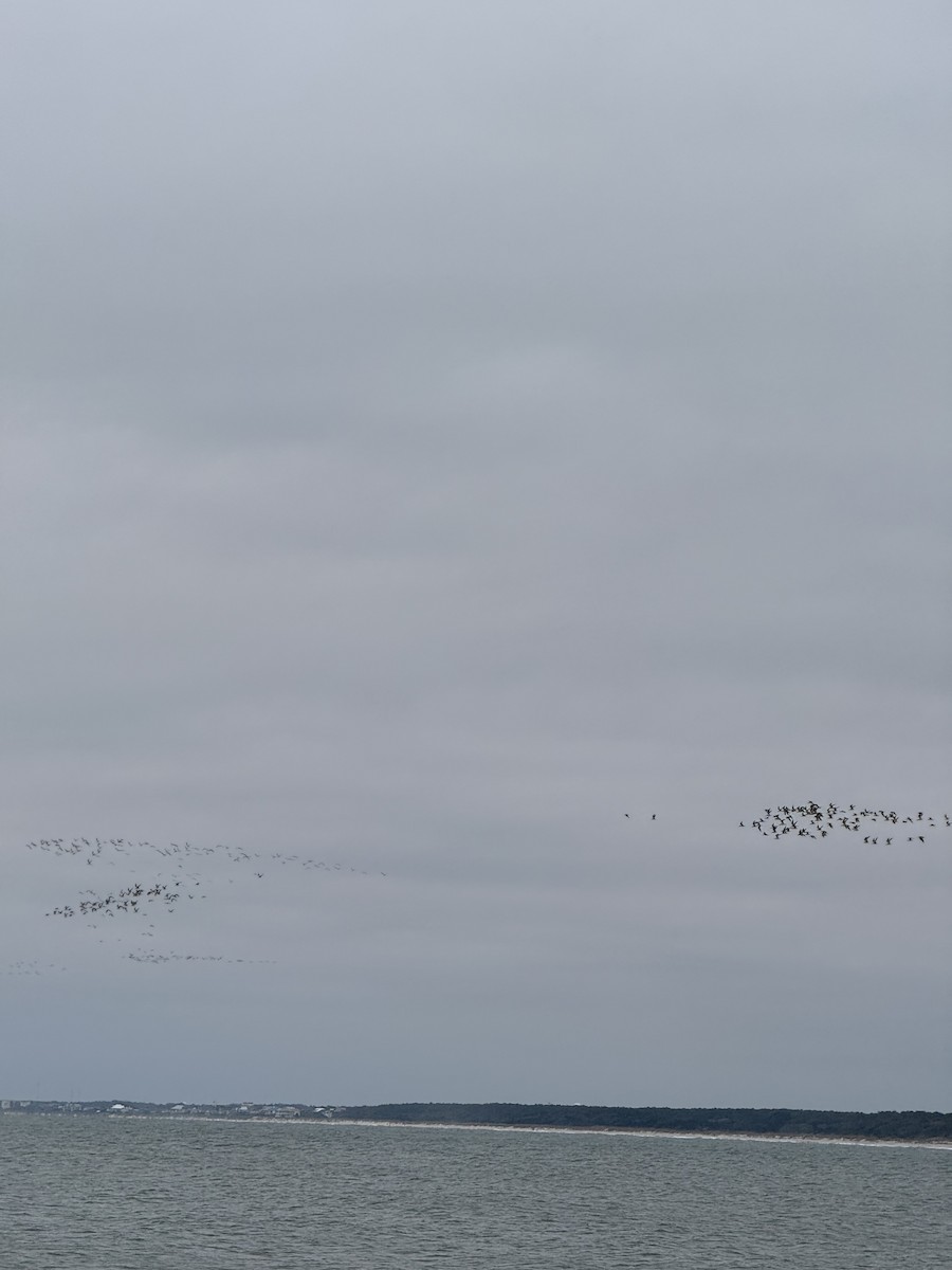 Black Skimmer - ML646202252