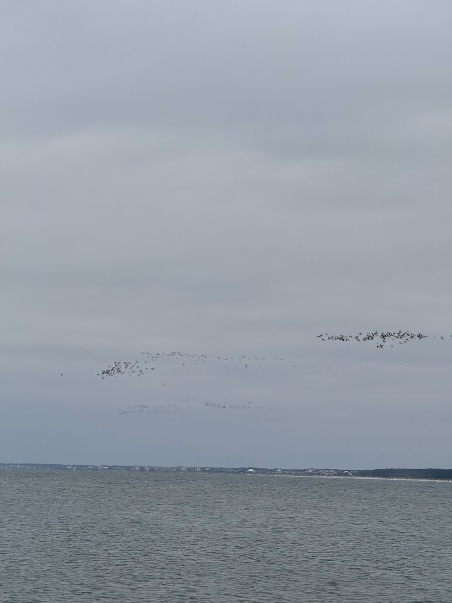 Black Skimmer - ML646202253