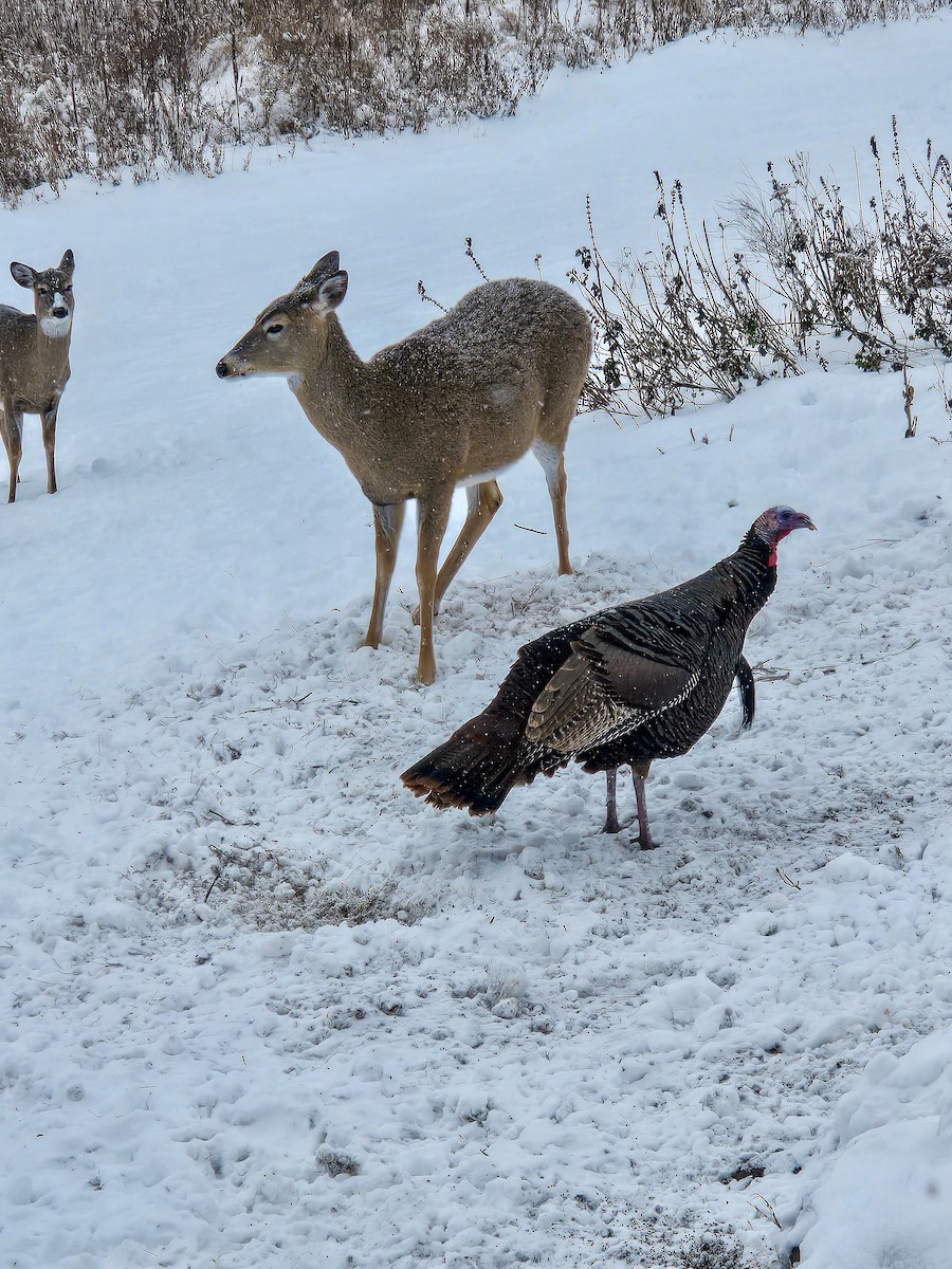 Wild Turkey - ML646202257