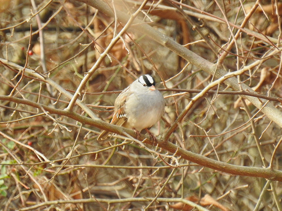 Bruant à couronne blanche - ML646202258