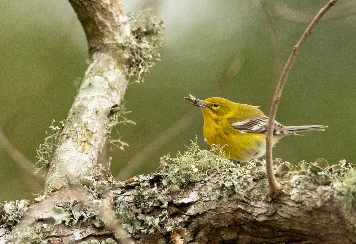 סבכון אורנים - ML646202262