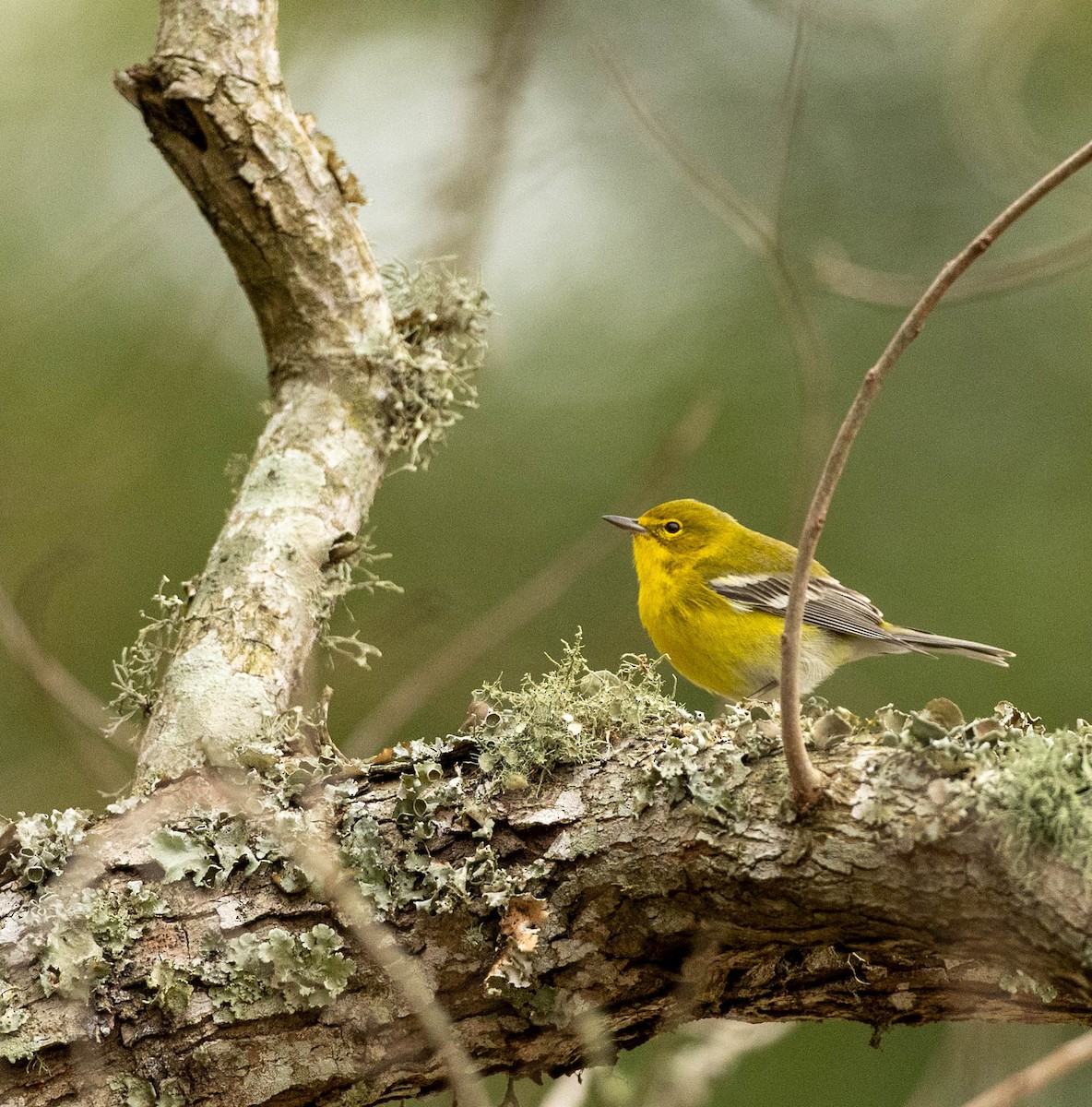 סבכון אורנים - ML646202263