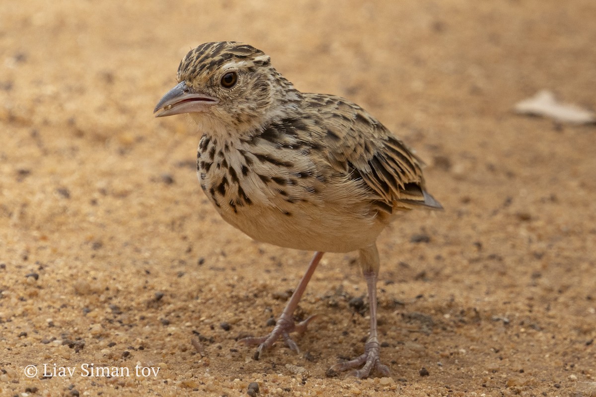 Jerdon's Bushlark - ML646202264