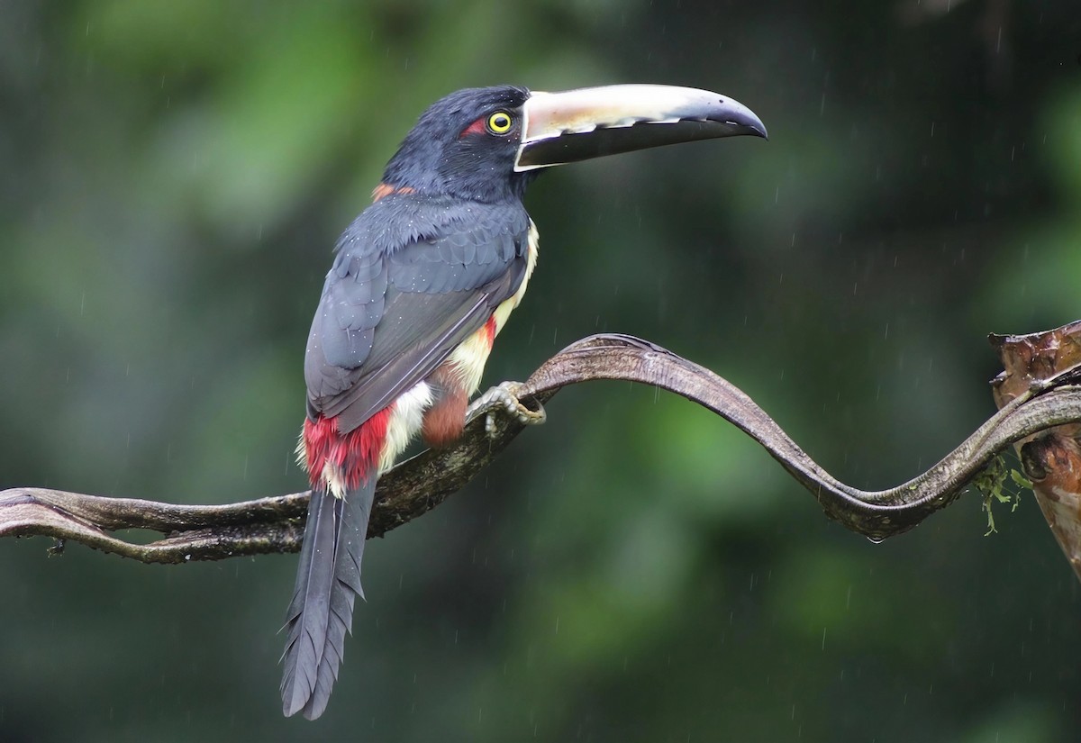 arassari pestrý - ML646202267