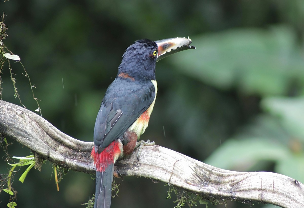 arassari pestrý - ML646202268