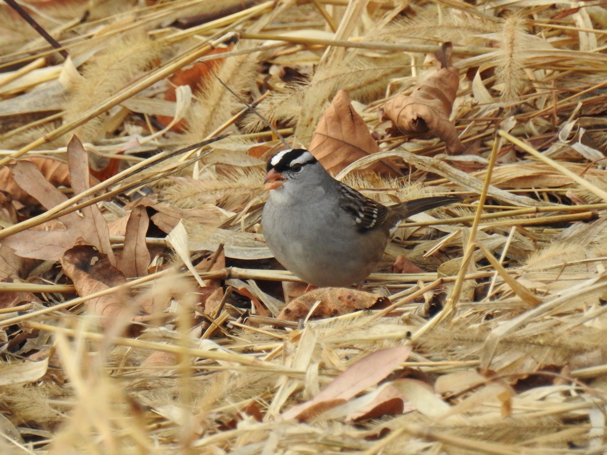 Bruant à couronne blanche - ML646202269