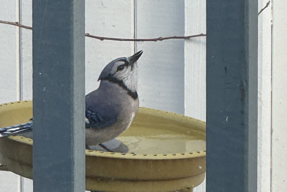 Geai bleu - ML646202282