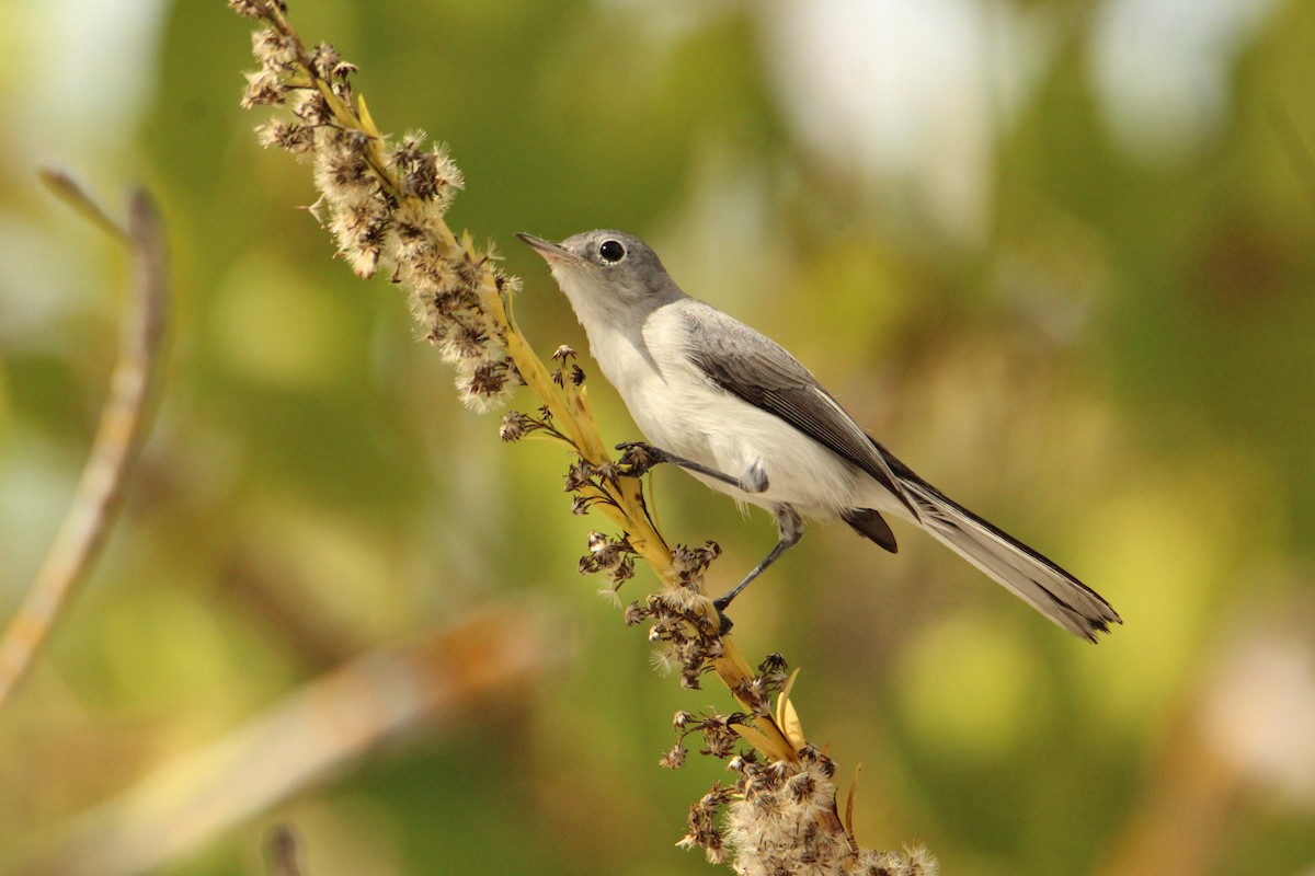 Blue-gray Gnatcatcher - ML646202284