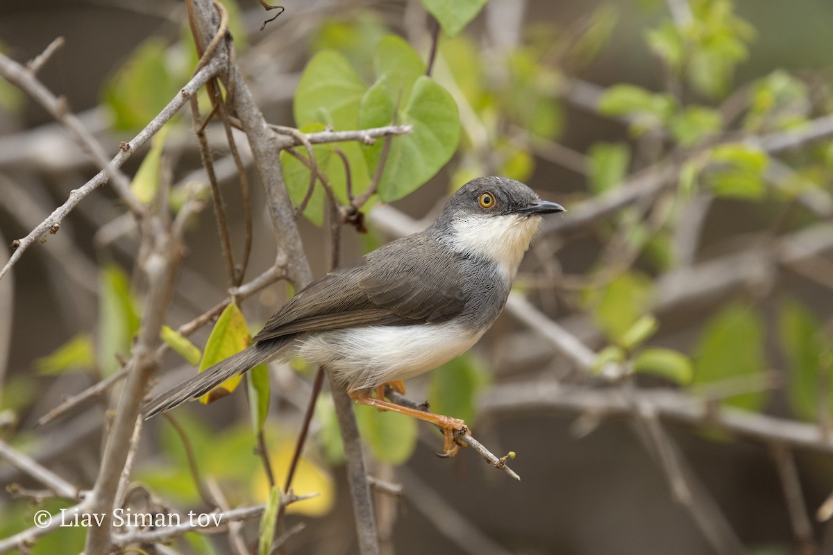 Gray-breasted Prinia - ML646202285