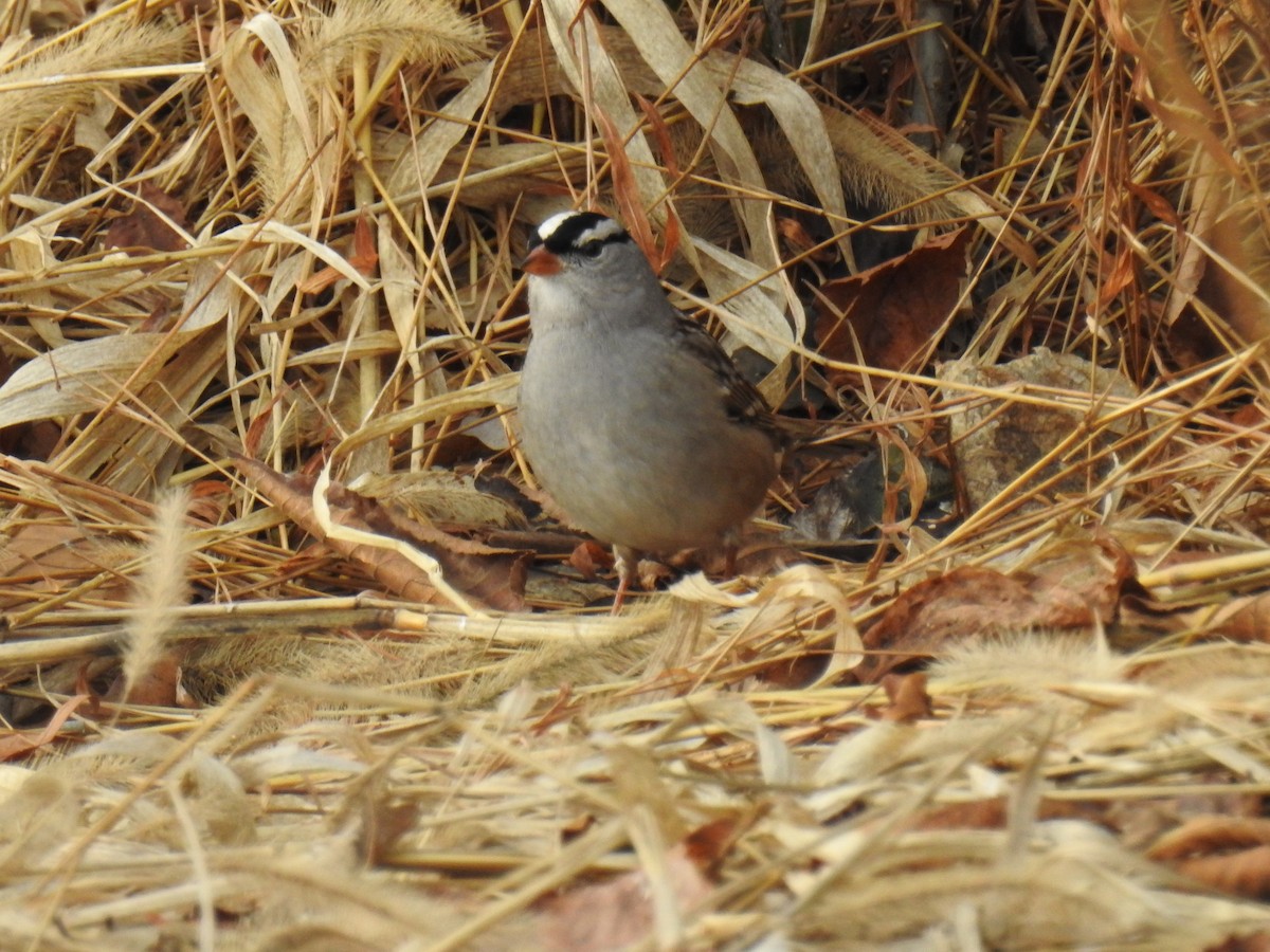 Bruant à couronne blanche - ML646202290