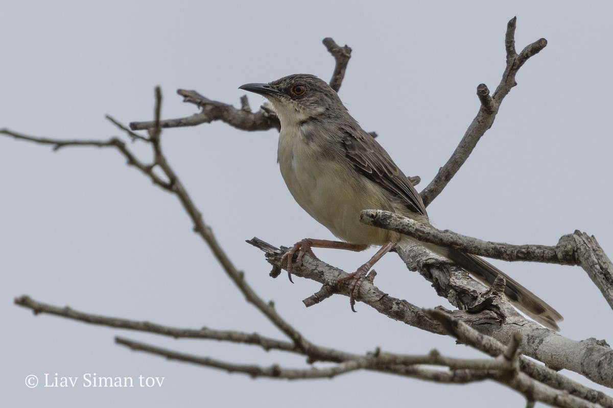 Jungle Prinia - ML646202299