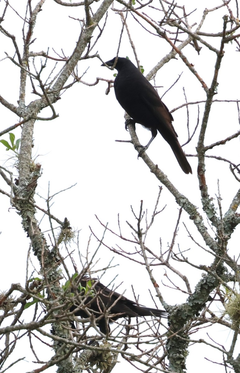 Giant Cowbird - ML646202300