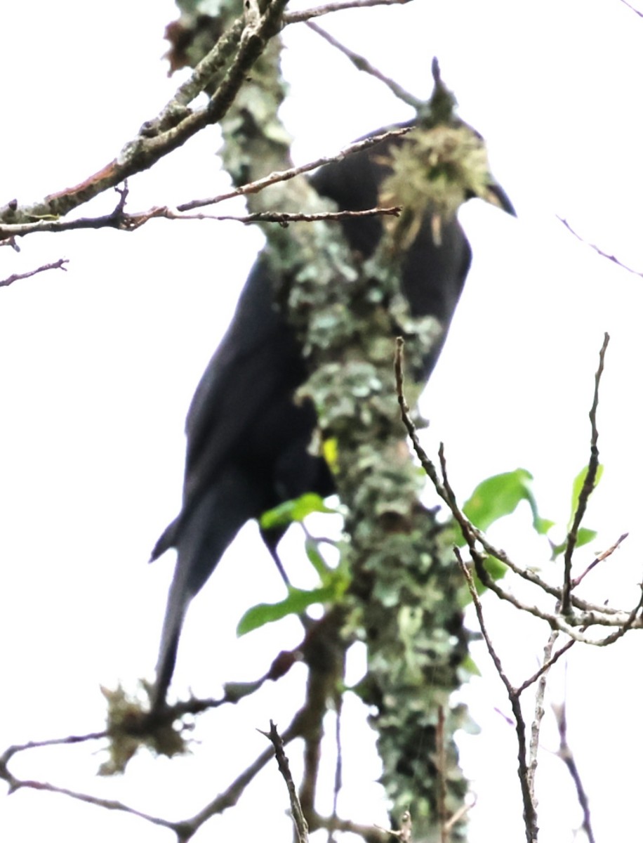 Giant Cowbird - ML646202301