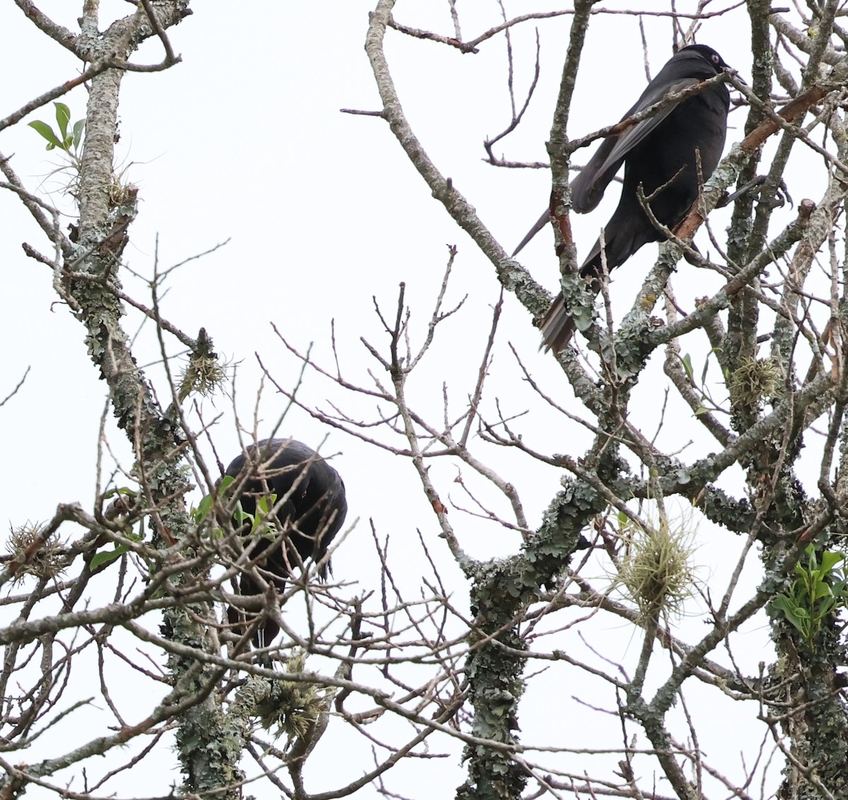 Giant Cowbird - ML646202302