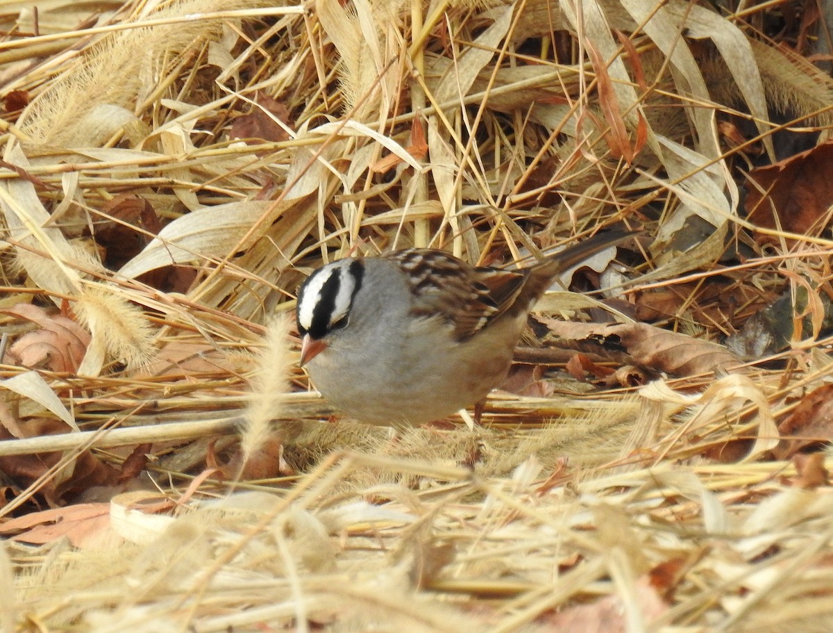 Bruant à couronne blanche - ML646202303