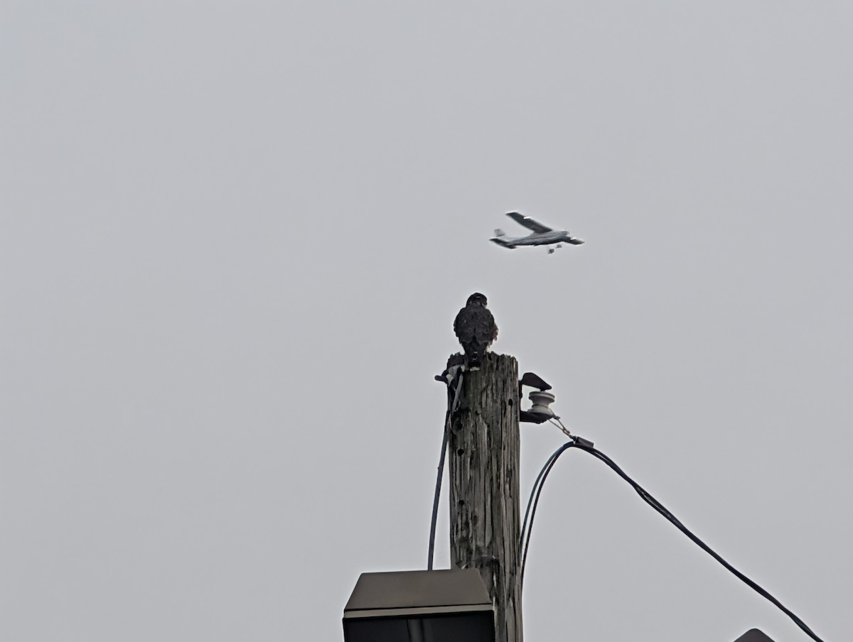 Merlin - ML646202306