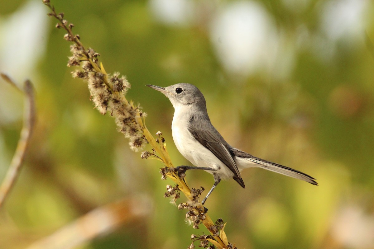 Blue-gray Gnatcatcher - ML646202307