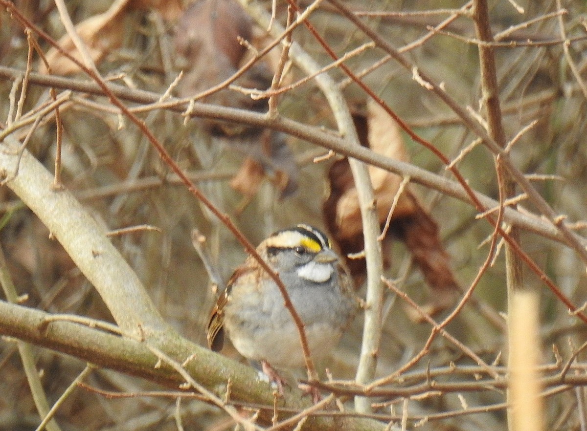 Bruant à gorge blanche - ML646202328