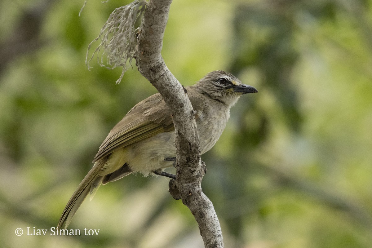 White-browed Bulbul - ML646202337