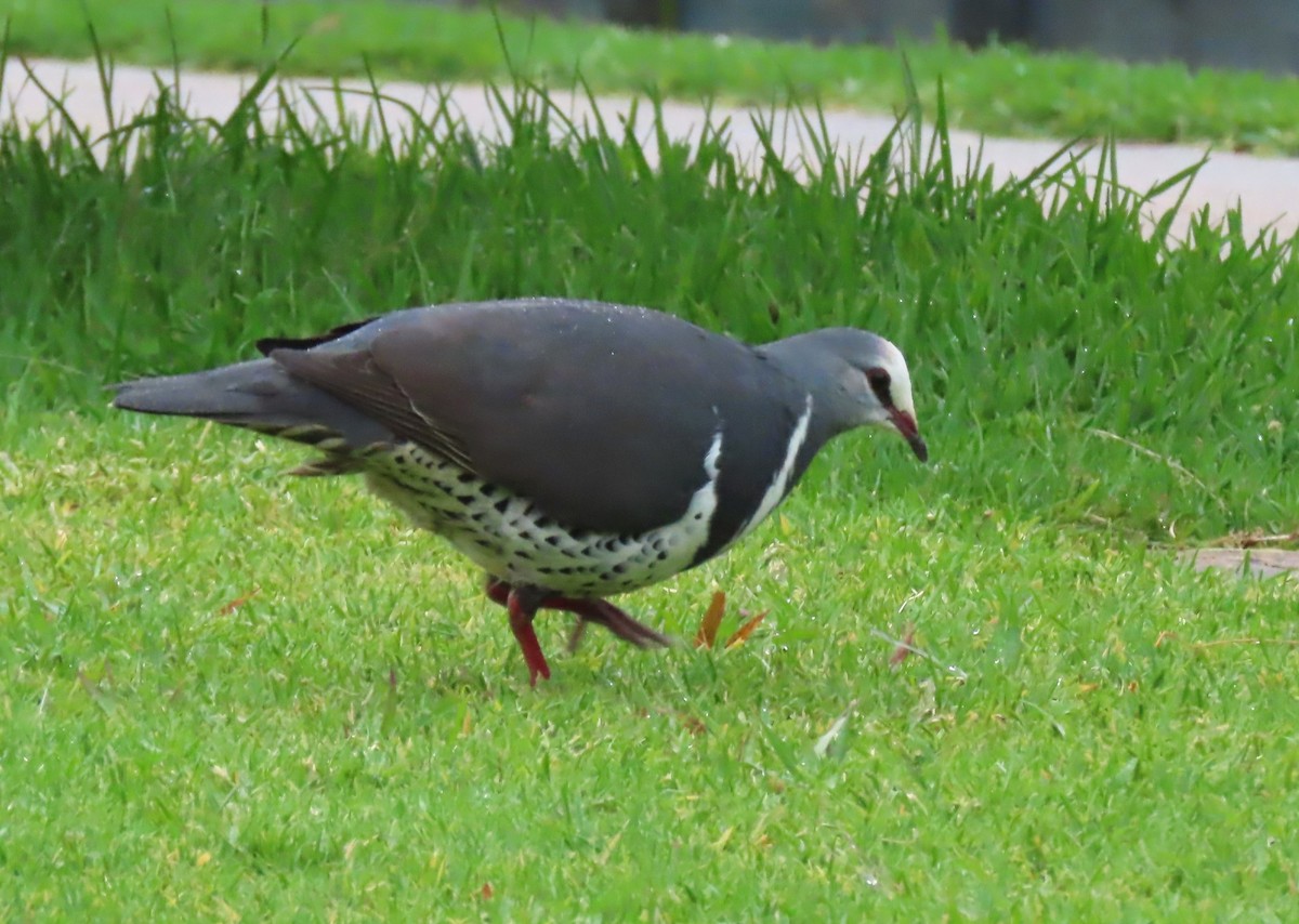 Wonga Pigeon - ML646202340