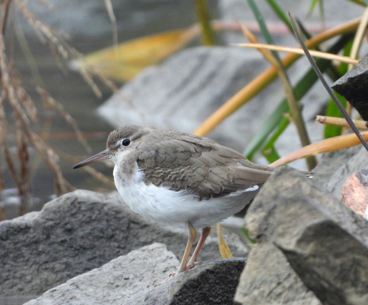 Spotted Sandpiper - ML646202349
